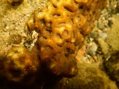 Dipsastraea faviaformis