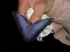 Morpho helenor narcissus