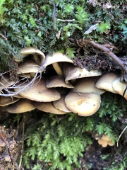 Hypholoma