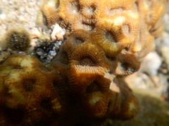 Dipsastraea faviaformis