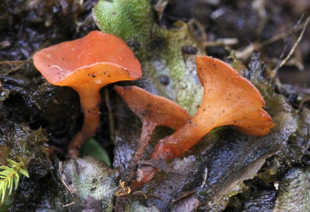 Rutstroemiaceae sp. 'MT01'
