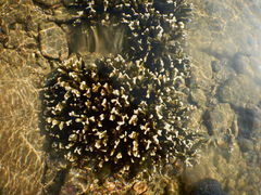 Montipora digitata