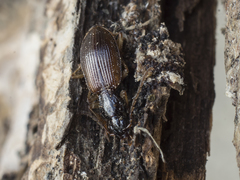 Oxypselaphus obscurus
