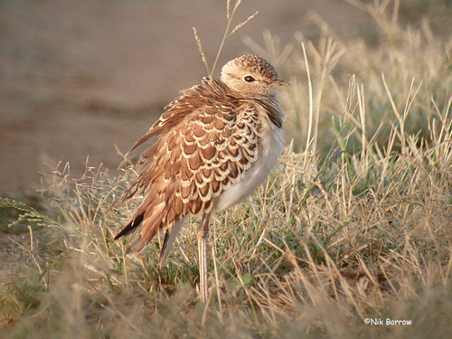 Double-banded Courser