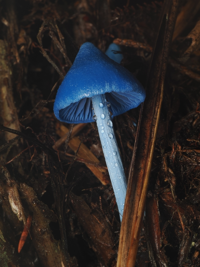 Entoloma hochstetteri · May 2026 · photo: © acnestis (iNaturalist, cc-by-nc)