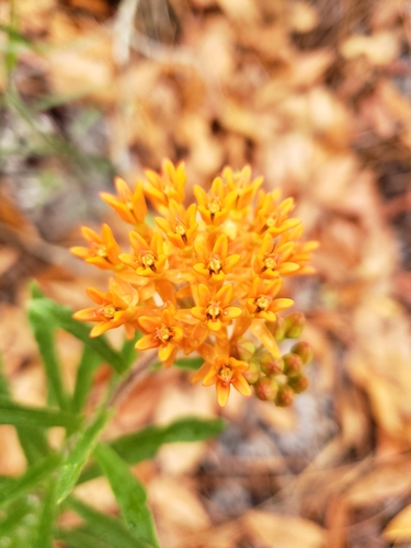 Asclepias tuberosa image