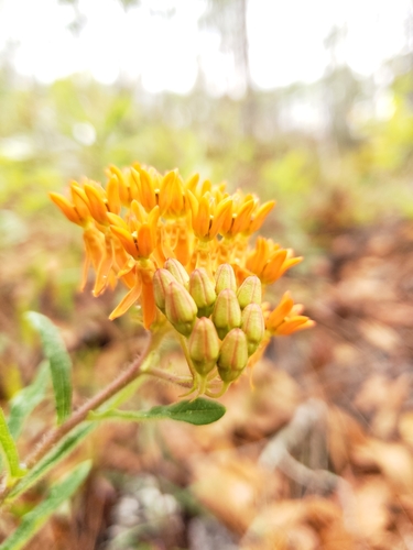 Asclepias tuberosa image