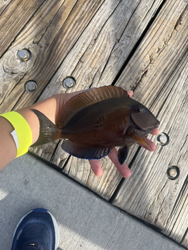 Acanthurus tractus