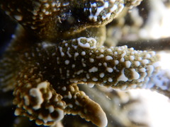Montipora digitata