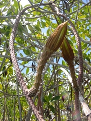 Selenicereus grandiflorus, photograph (c) Christine Loew, some rights reserved (CC BY)