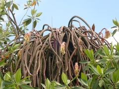 Selenicereus grandiflorus, photograph (c) Christine Loew, some rights reserved (CC BY)