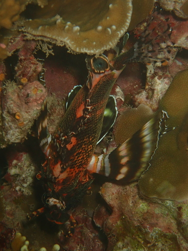 Nemapterois biocellatus