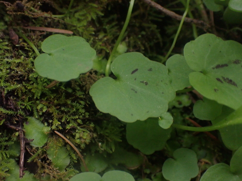 Cardamine nuttallii, photograph 4