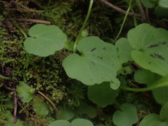 Cardamine nuttallii, photograph author not stated, no rights reserved