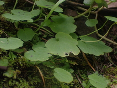Cardamine nuttallii, photograph author not stated, no rights reserved