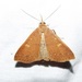 Fraternal Renia Moth - Photo (c) Tom Austin, some rights reserved (CC BY-NC), uploaded by Tom Austin