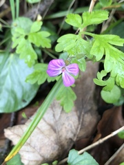 Geranium robertianum