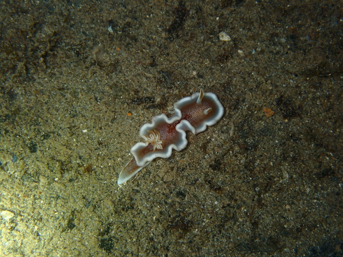 Glossodoris rufomarginata