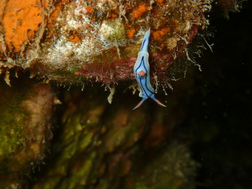 Chromodoris lochi