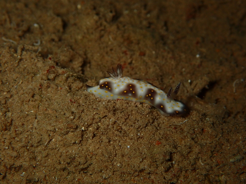 Hypselodoris imperialis