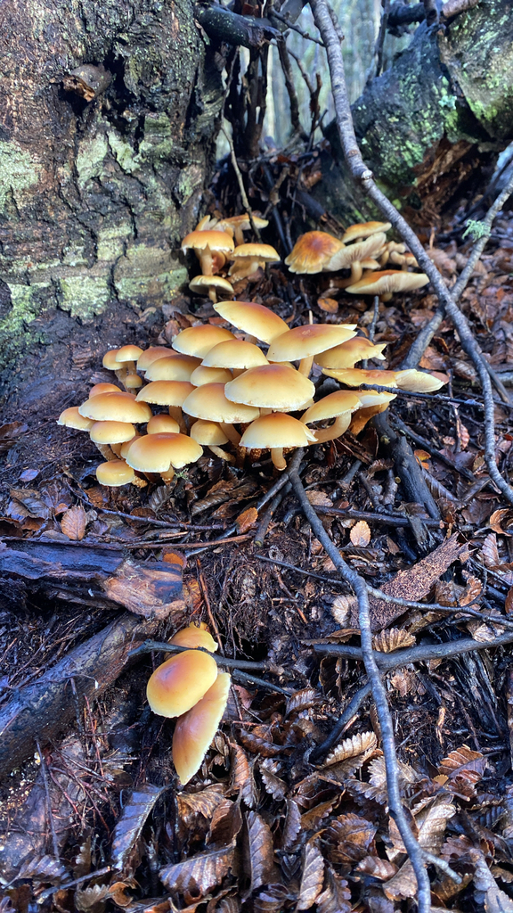 Hypholoma frowardii · May 2026 · photo: © sebastian_saiter_v (iNaturalist, cc-by)