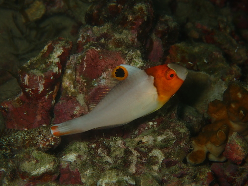 Cetoscarus ocellatus