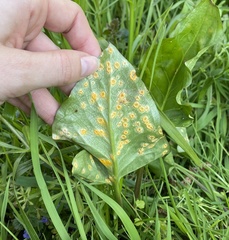 Pucciniaceae