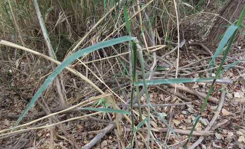 Blue Panic Grass