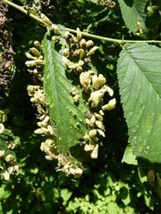 Tetraneura