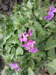 Lunaria annua
