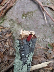 Dictyoptera