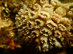 Galaxea fascicularis