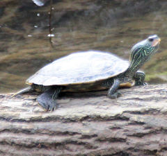 Graptemys geographica