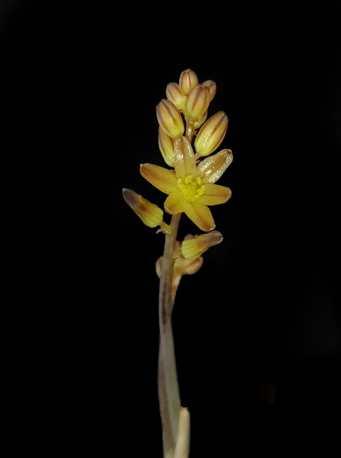 Drimia raogibikei, Sangli, Maharashtra, India
