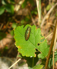 Lamprodila mirifica