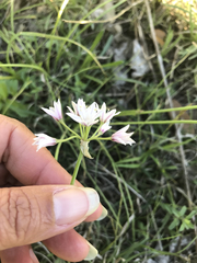 Allium drummondii