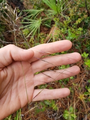 Piptochaetium avenacioides