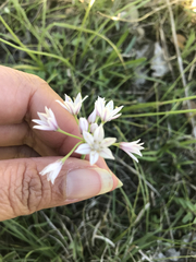 Allium drummondii
