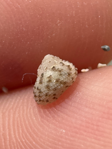 Herpetopoma gemmatum