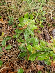 Piptochaetium avenacioides