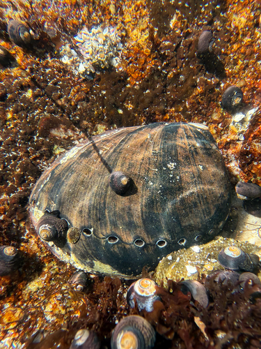 Haliotis cracherodii