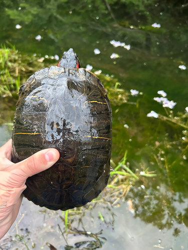 Trachemys scripta