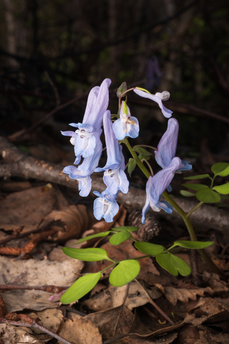 Corydalis fumariifolia, photograph 2