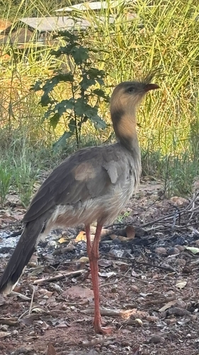 Red-legged Seriema
