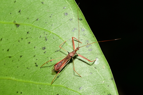 Serendiba nigrospina