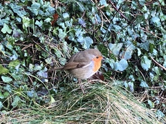 Erithacus rubecula