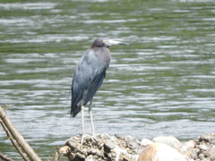 Egretta caerulea