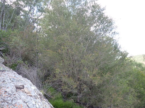 Leptospermum neglectum, 2026-05-09