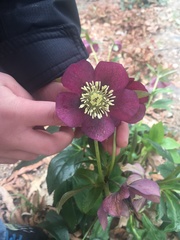 Helleborus purpurascens