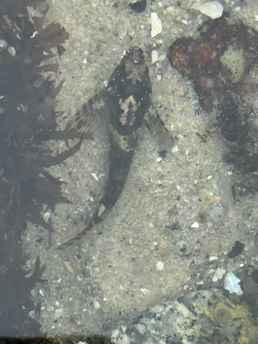 Clinocottus analis